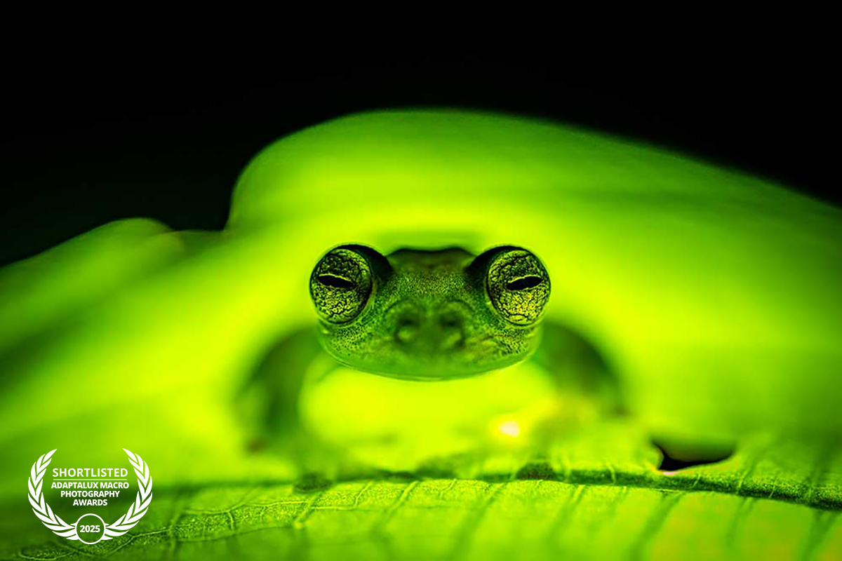 Simon-Biddie,-Emerald-and-Glass