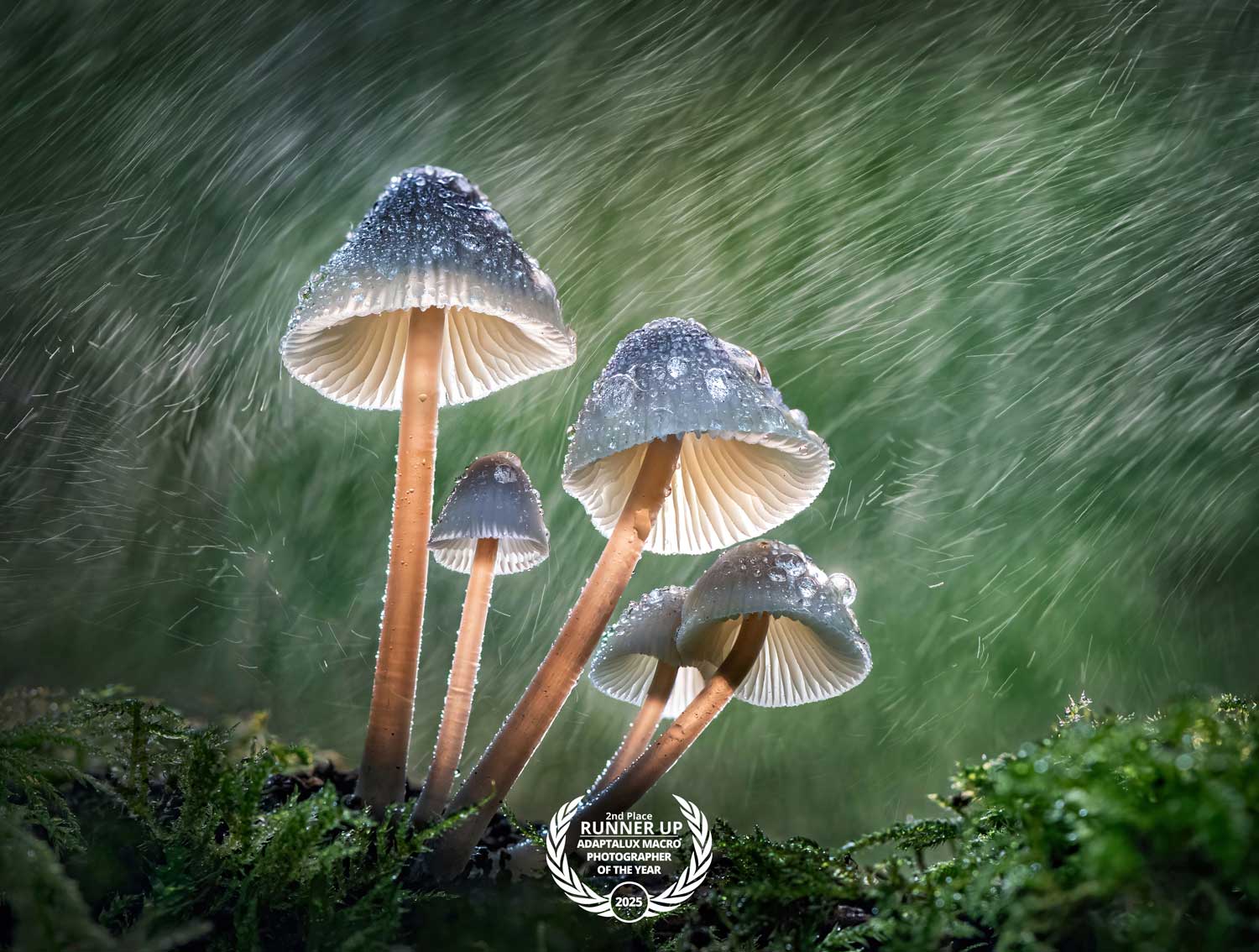 Tony-North-AMPA-Runner-up