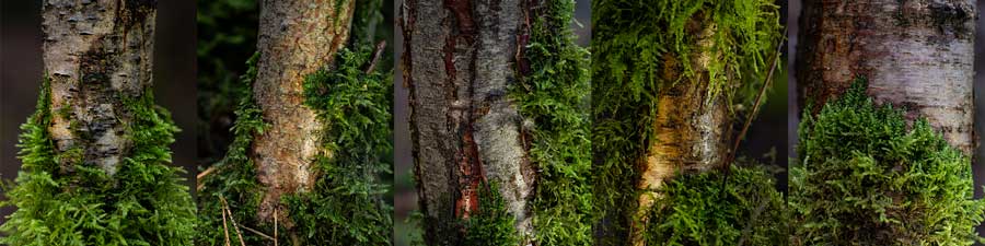 Winter Macro Photography: Focusing on Tree Bark and Moss Textures