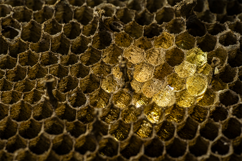 glowing-wasp-next-macro-photo