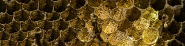 wasp-nest-banner-sml