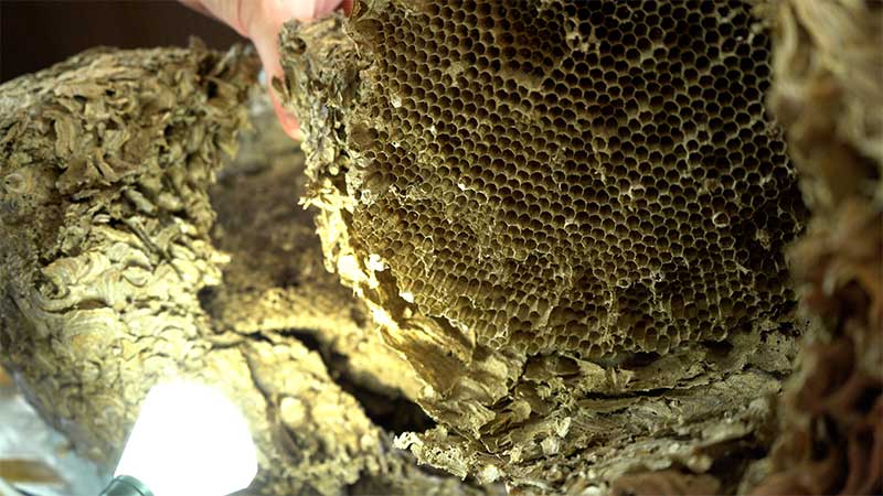 wasp-nest-interior-combs
