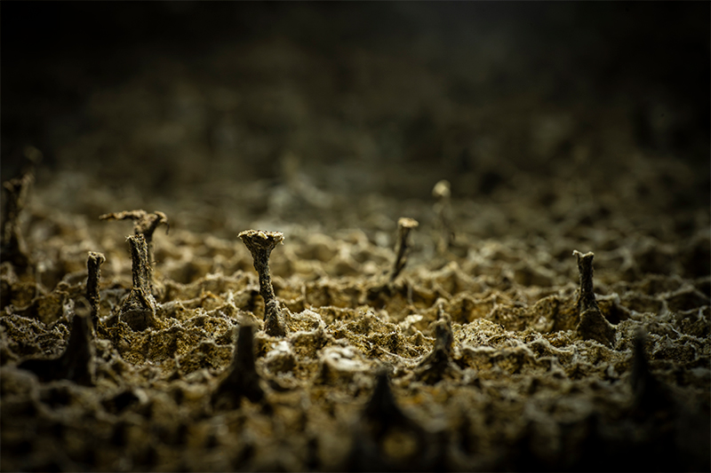 wasp-nest-macro-photography-landscape