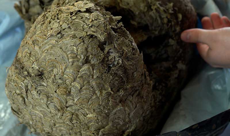 wasp-nest-texture