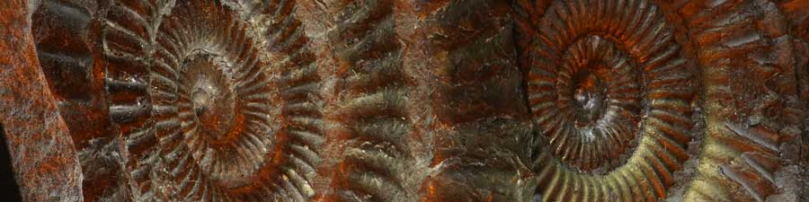 Ammonite Fossil Macro Photography Tutorial