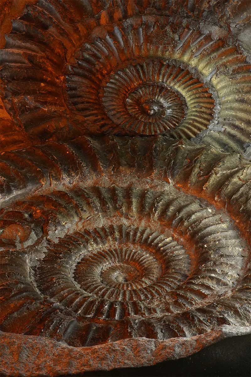 Ammonite-fossil-split-in-half