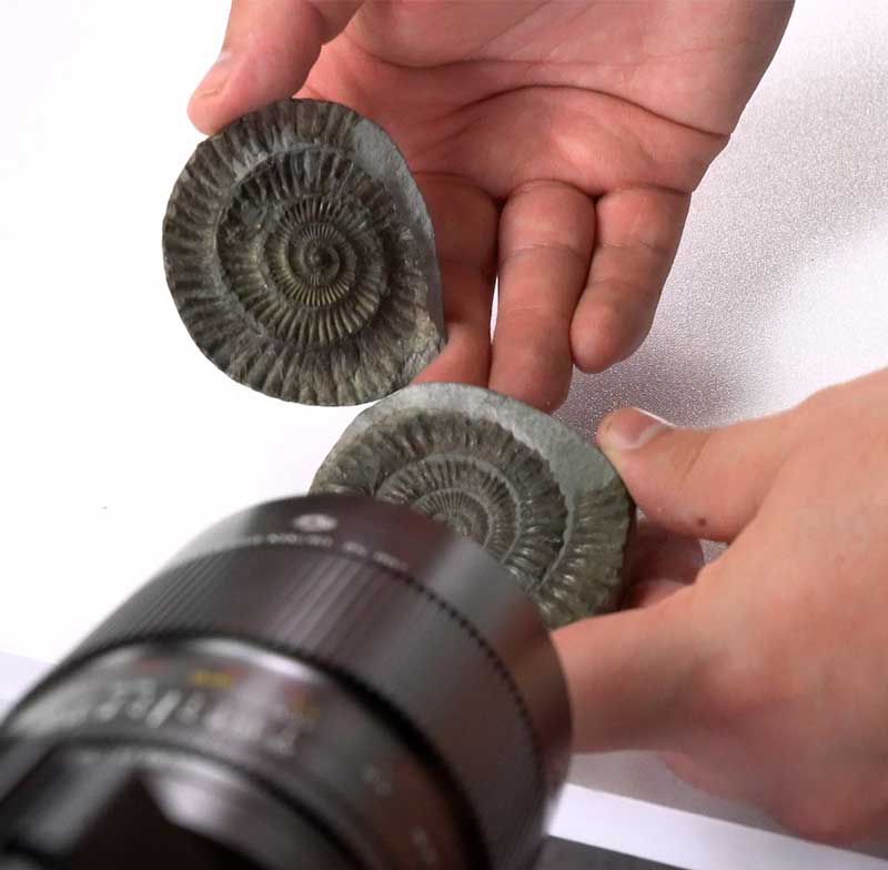 Ammonite-fossil-split