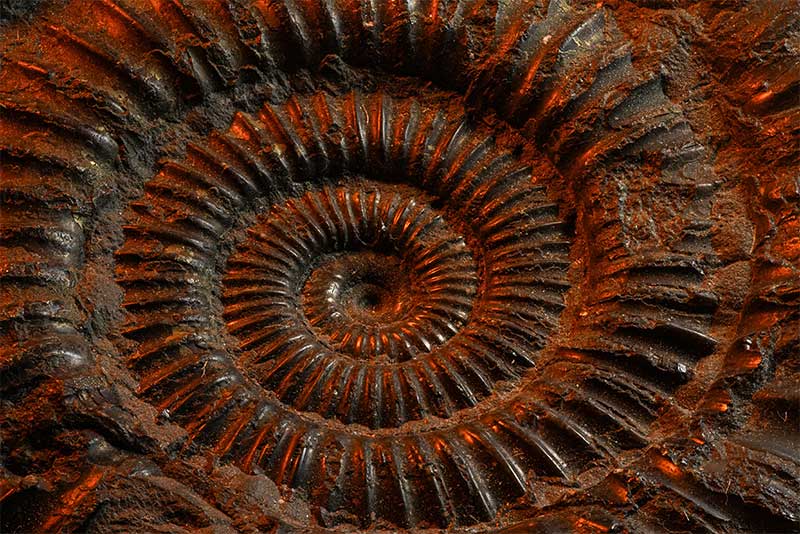 ammonite-fossil-focus-stacked-orange-light