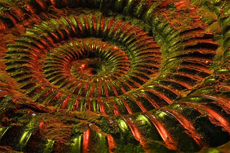 fossil-macro-photography-colourful-creative