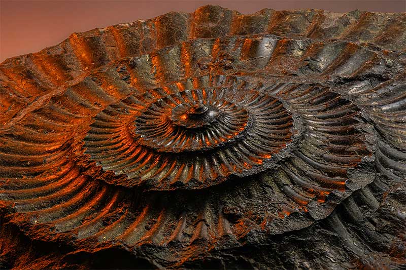 fossil-macro-photography-tutorial