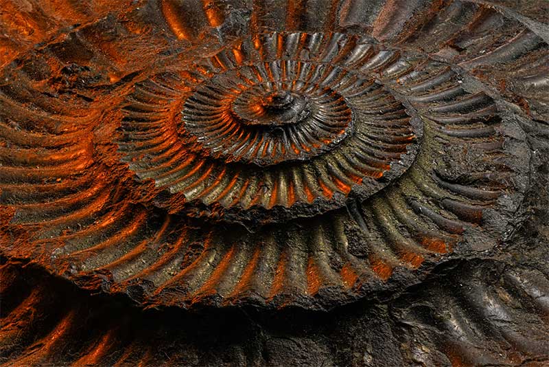 fossil-macro-photography-tutortial