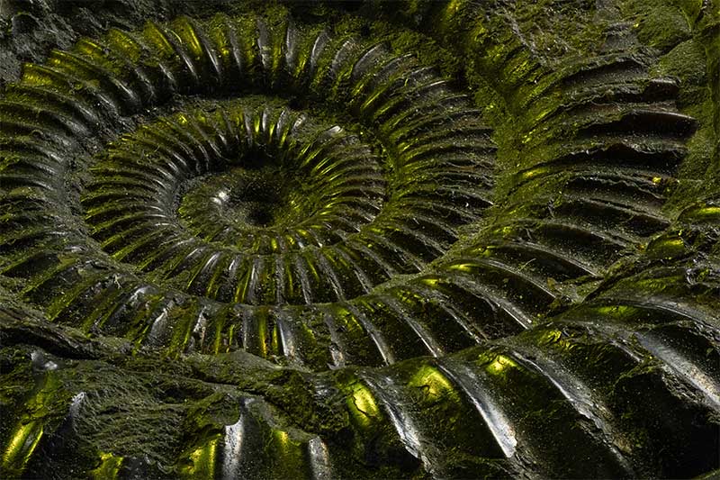 green-ammonite-fossil-macro-photography