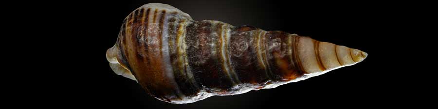 Seashell Still Life Photography: A Macro Photography Guide