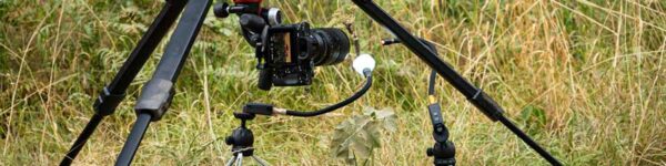 Ants-farming-aphids-macro-photograhy-banner-sml