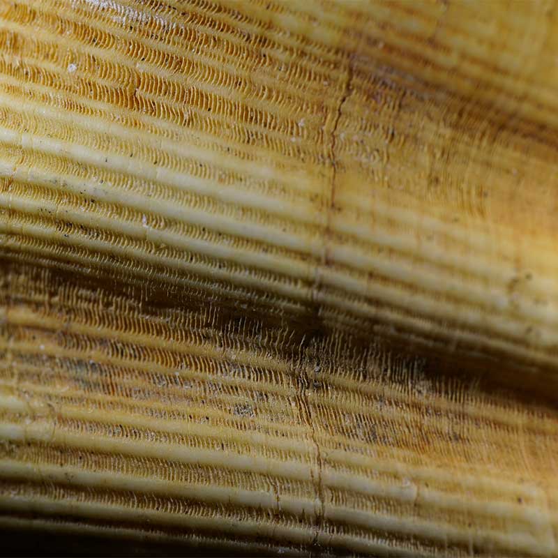 shell-adaptalux