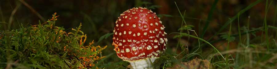 How to Photograph a Fairytale Mushroom with LED Lighting