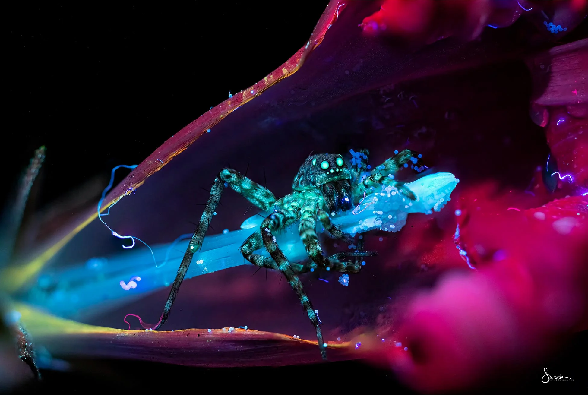 Spider Macro Photography