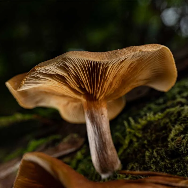 Macro photography lighting for mushrooms