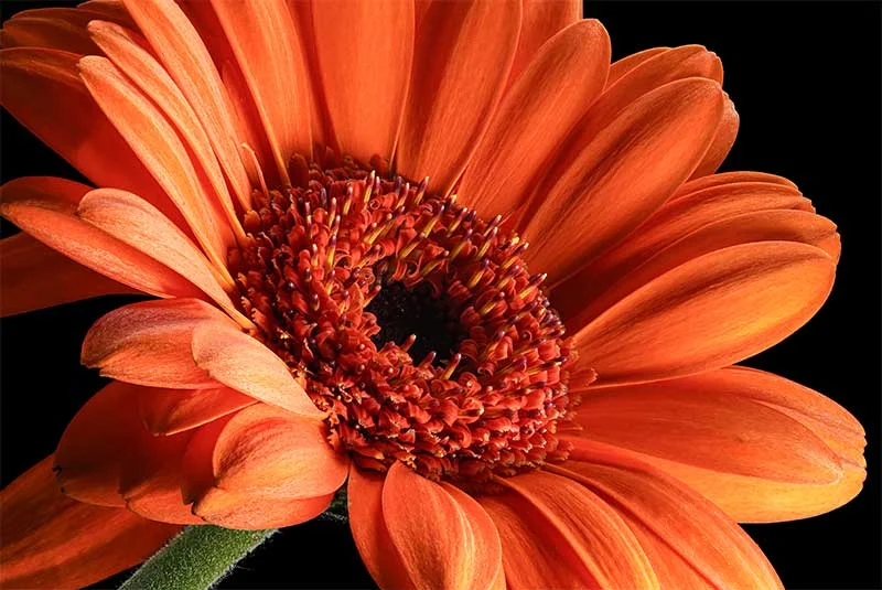 Flower photography lighting example